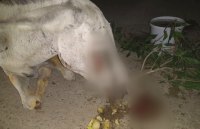 poor donkey was beaten by imran khan supporters after his statement