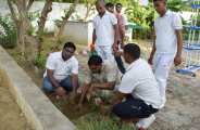 Plantation
