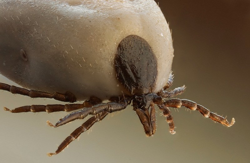 Ticks are more likely to attack blood group A