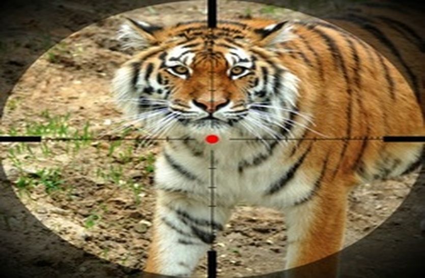 Firing range near sariska tiger buffer zone
