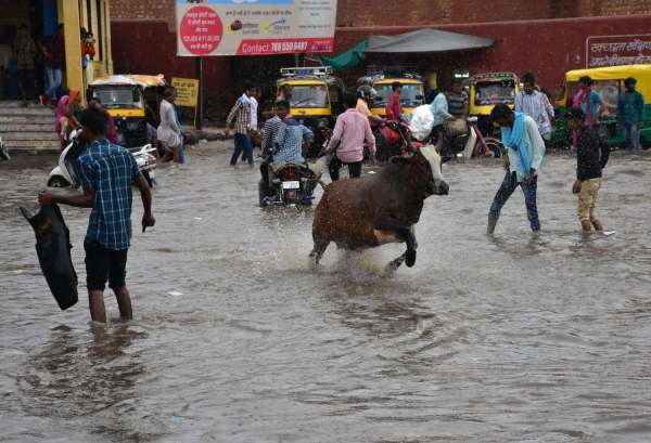 Heavy rain in bikaner