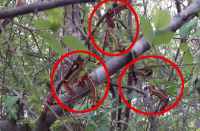 pigtail outbreak trees in bhilwara