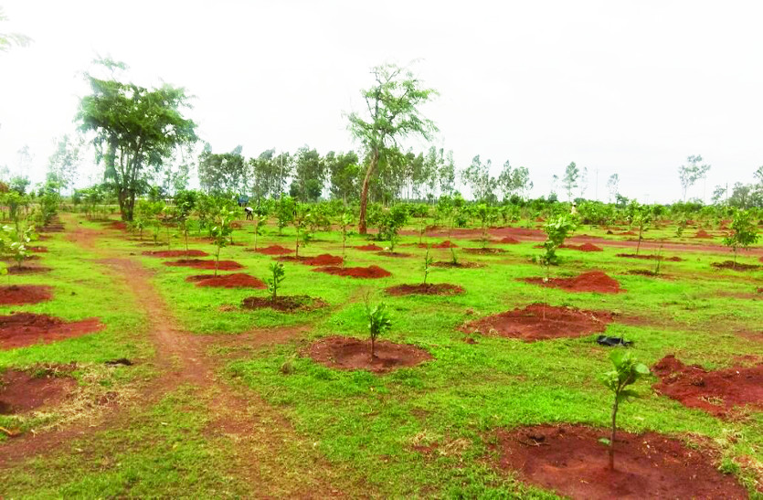 tree plantation