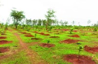 tree plantation