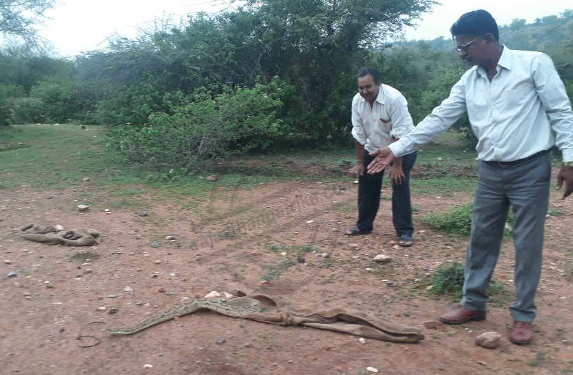 Caught eight feet python in bhilwara