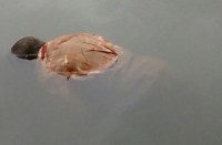 जिसे देखकर लोगों दंग रह गए