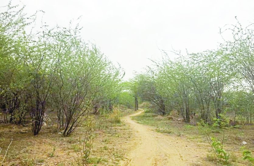 Four Thousand tree will be cut in khairthal alwar for gss