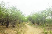 Four Thousand tree will be cut in khairthal alwar for gss