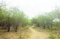 Four Thousand tree will be cut in khairthal alwar for gss