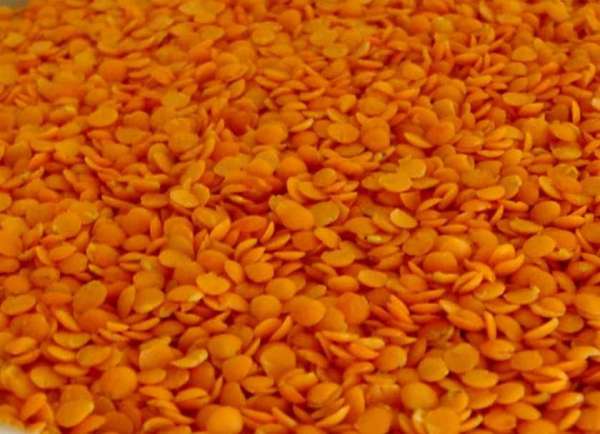 Red Lentil