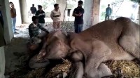 Checkup for elephant in Dudhwa national park Lakhimpur Kheri