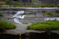 wetland
