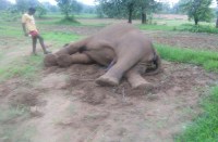 elephant death