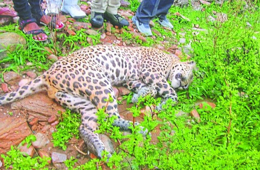 Panther found dead in Ganvdi Village of sikar rajasthan