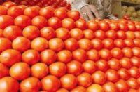 rains prices of large vegetable tomatoes