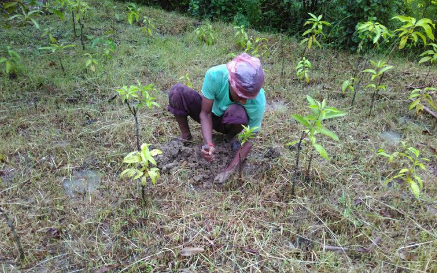 Sundarja mango is produced in Rewa of MP, it increases sex power