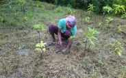 Sundarja mango is produced in Rewa of MP, it increases sex power