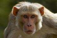 monkey