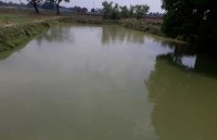 Fisheries can prove good business, farmers get benefit in Rewa