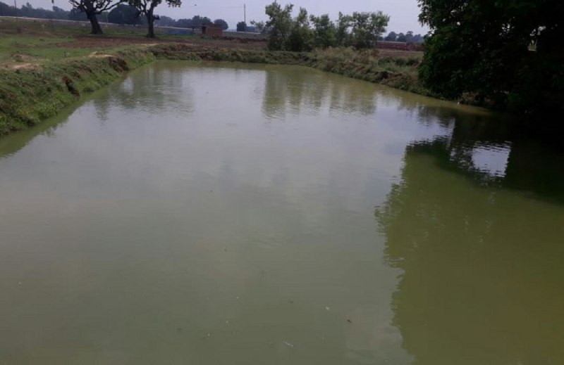 Fisheries can prove good business, farmers get benefit in Rewa