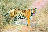Alwar : Secret of death of ST-5 in Sariska Wildlife Sanctuary