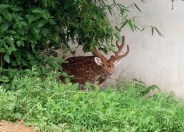 Deer