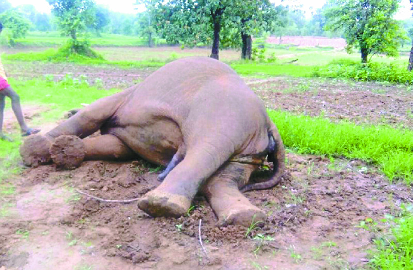 elephant news