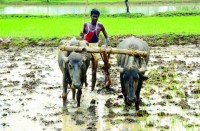 किसानों में मायूसी, सता रहा खेती पिछडऩे का गम