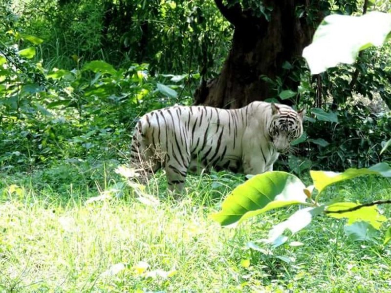 Wall paintings Contest