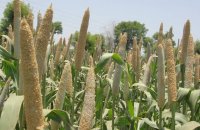 Must have to live with the taste of millet, deprived