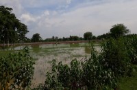 Video- पुलिया को मिट्टी से पाटकर ऊपर से बना दिया सड़क, अब किसानों के खेत में भर रहा पानी