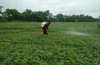 sehore, sehore news, sehore patrika, patrika news, patrika bhopal, bhopal mp, Meteorological Scientists, ss tomar, Meteorological Scientists ss tomar, The danger of yellow mosaic, yellow mosaic,