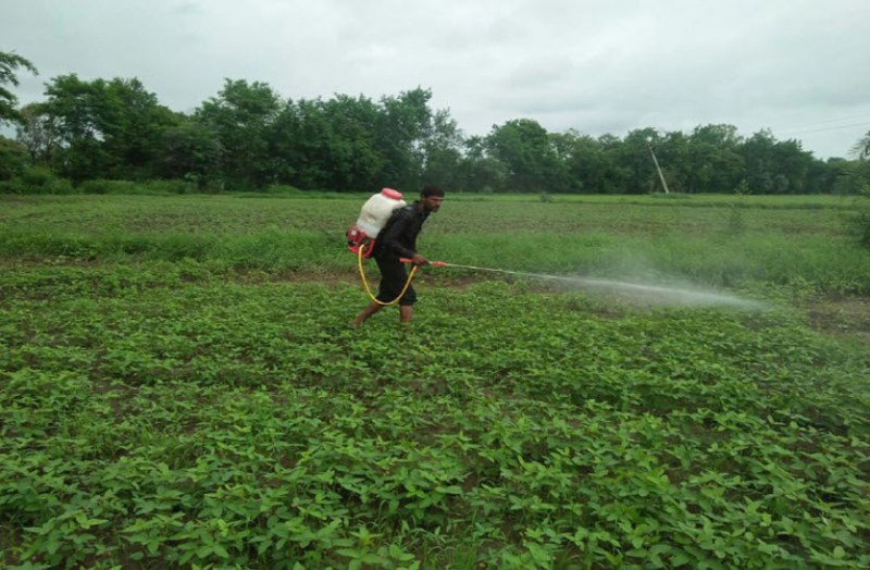 sehore, sehore news, sehore patrika, patrika news, patrika bhopal, bhopal mp, Meteorological Scientists, ss tomar, Meteorological Scientists ss tomar, The danger of yellow mosaic, yellow mosaic,