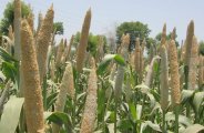 Government support of millet, Indra still angry