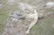 Found the body of a young man in the forest in bhilwara