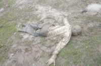 Found the body of a young man in the forest in bhilwara