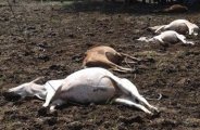 electric current taking lives of animals, discom is unaware
