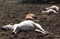 electric current taking lives of animals, discom is unaware