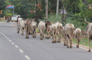sirohi