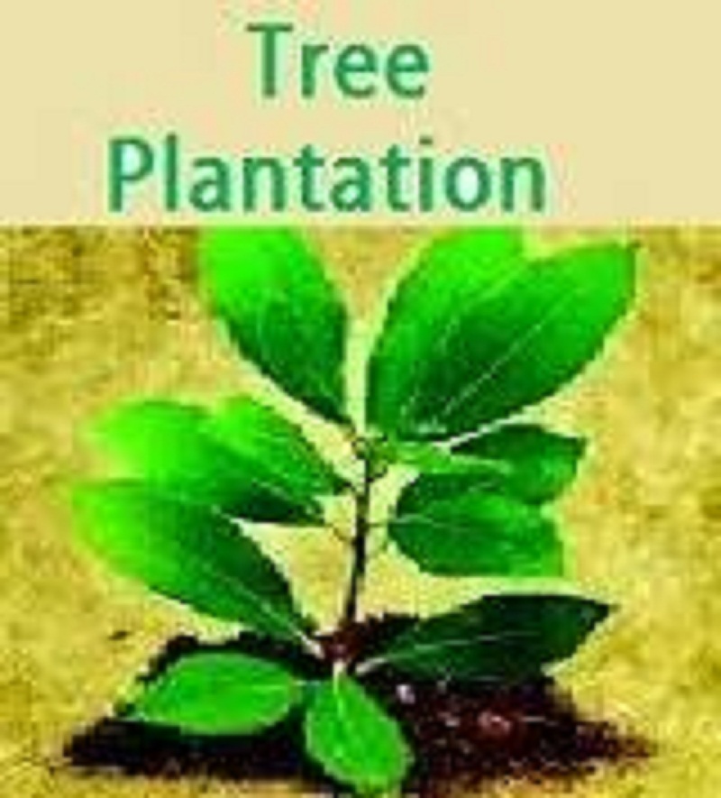  District Panchayat will fill grap filling of plantation plantation done last year, planted three lakh plants