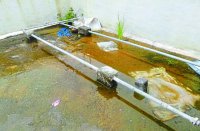 जिला अस्पताल की छत पर पनप रहा लार्वा,