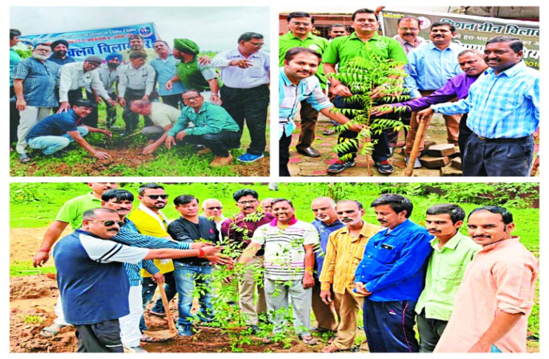 tree plantation