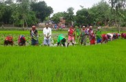फसल की पैदावार बढ़ाने किसान पंजाब की तर्ज पर कर रहे धान की खेती, जानें किस पद्धति का कर रहे इस्तेमाल