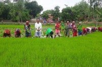 फसल की पैदावार बढ़ाने किसान पंजाब की तर्ज पर कर रहे धान की खेती, जानें किस पद्धति का कर रहे इस्तेमाल