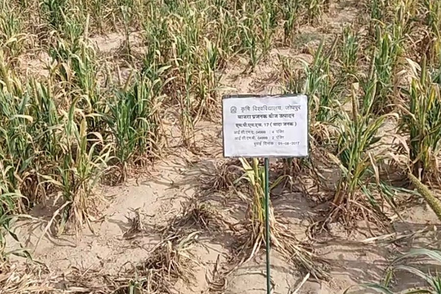 bajra seed center in jodhpur
