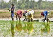 15000 अन्ना जानवर किसानों की फसल पर बरपा रहे कहर   