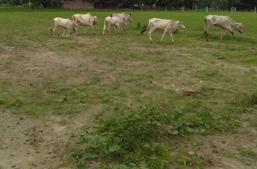 शमशान