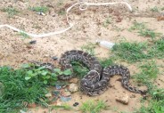 Huge python