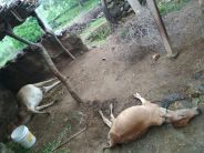 cow