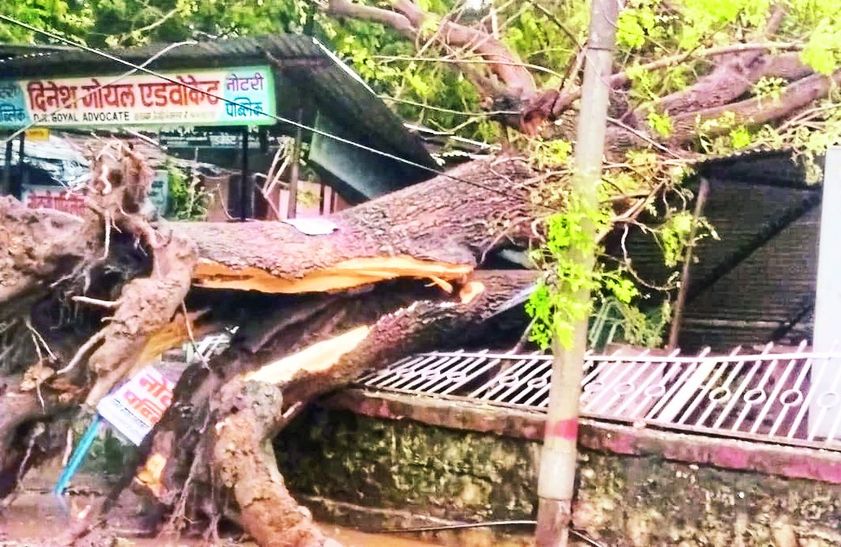 गिरा नीम का पेड़।